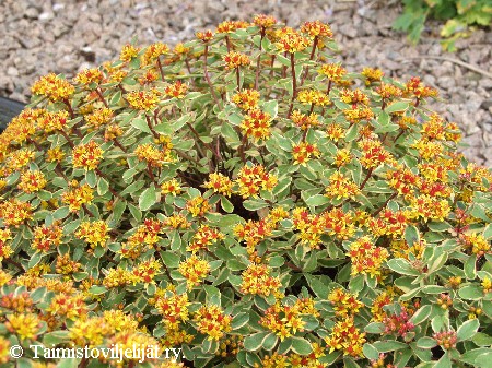 Sedum kamtschaticum 'Variegatum'